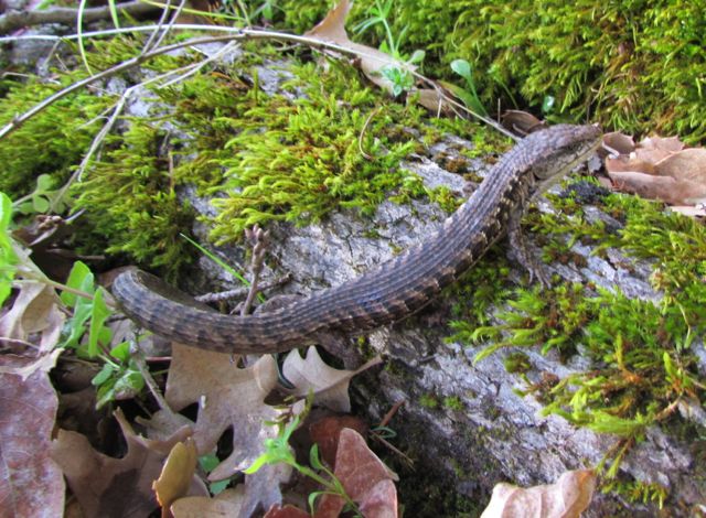 Northern Alligator Lizard